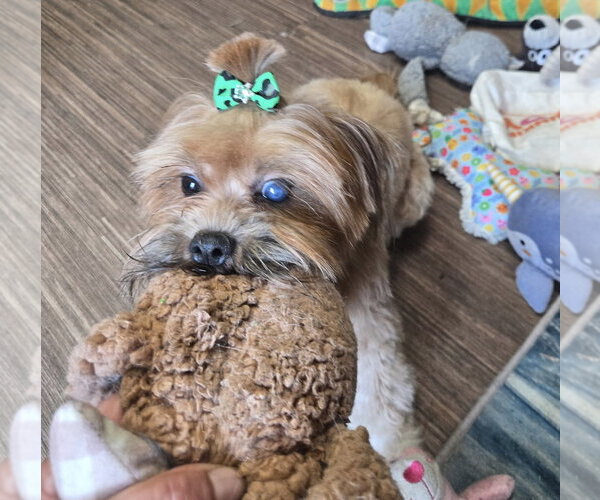 Medium Photo #1 Shih Tzu-Unknown Mix Puppy For Sale in Flushing, NY, USA