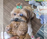 Small Shih Tzu Mix