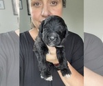 Small #75 Bernedoodle