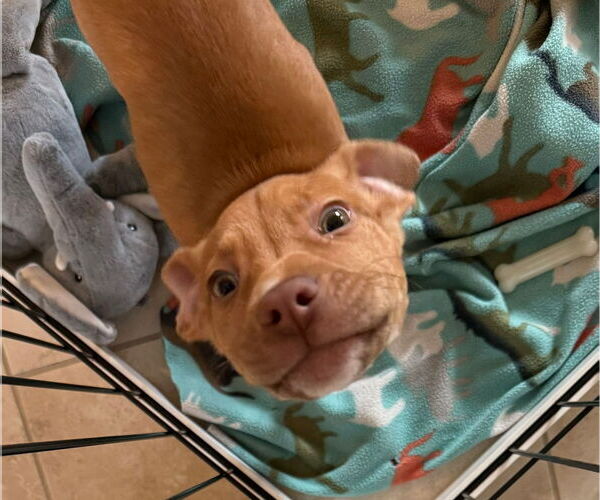 Medium Photo #5 American Pit Bull Terrier-Unknown Mix Puppy For Sale in Germantown, OH, USA