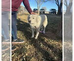 Small Photo #7 Great Pyrenees-Unknown Mix Puppy For Sale in Grafton, WI, USA