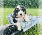 Small #2 Bernedoodle (Miniature)