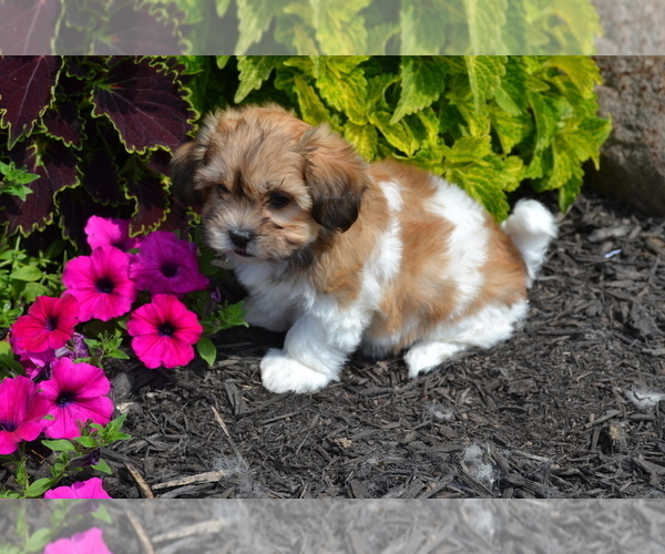 Medium Photo #2 Mal-Shi Puppy For Sale in GREENWOOD, WI, USA
