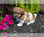 Small #1 Mal-Shi