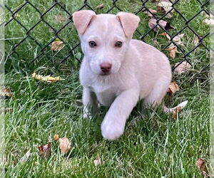Huskies -Labrador Retriever Mix Dogs for adoption in Princeton, MN, USA