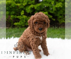 Poodle (Miniature) Puppy for sale in MADISONBURG, PA, USA