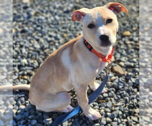 Labrador Retriever Dogs for adoption in Walnutport, PA, USA