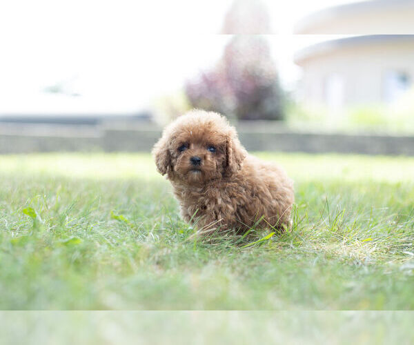 Medium Photo #12 Poodle (Miniature) Puppy For Sale in WARSAW, IN, USA
