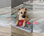 Small Mutt