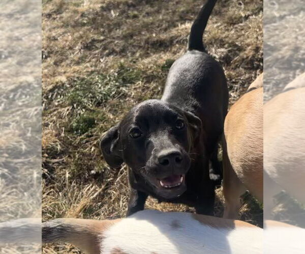Medium Photo #3 Labrador Retriever-Unknown Mix Puppy For Sale in Aurora, IN, USA
