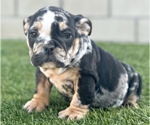 English Bulldog Puppy for sale in FRESNO, CA, USA