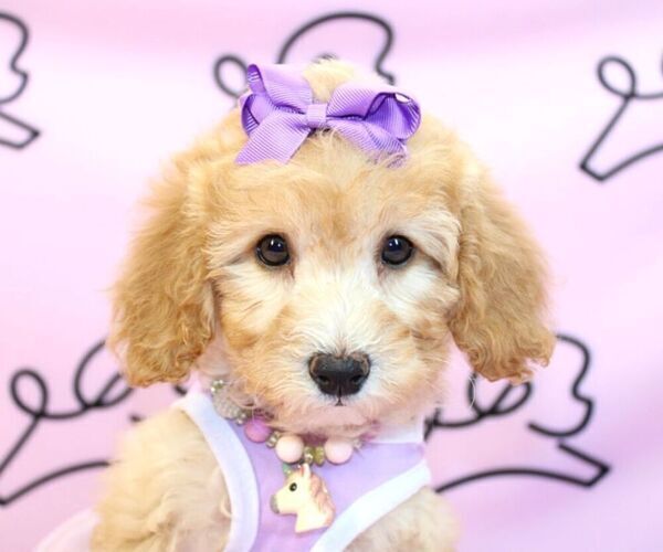 Medium Photo #15 Poodle (Miniature) Puppy For Sale in LAS VEGAS, NV, USA