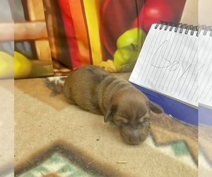Dachshund Puppy for Sale in CASSVILLE, Missouri USA