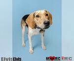 Small #11 Mutt