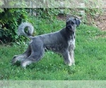 Cooper - Male Schnauzer (Giant) Puppy for Sale - Photo #12