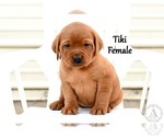 Puppy Tiki Labrador Retriever