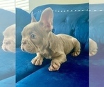 Small #4 French Bulldog