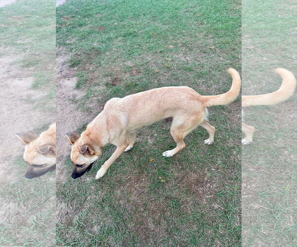 Medium Photo #2 German Shepherd Dog-Unknown Mix Puppy For Sale in Eastman, GA, USA