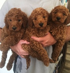 Goldendoodle Puppy for sale in PHELAN, CA, USA