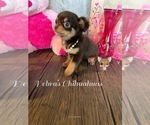 Small Photo #10 Chihuahua Puppy For Sale in TRACY, CA, USA