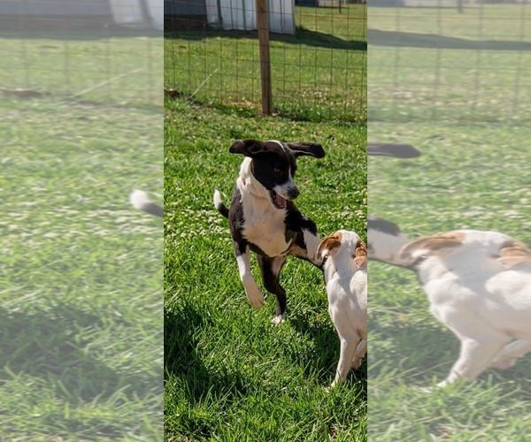 Medium Photo #5 Labbe Puppy For Sale in Holly Springs, NC, USA