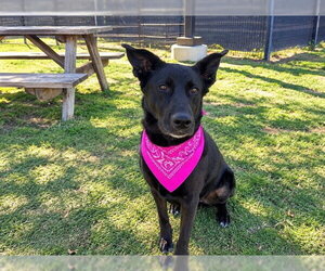 Shepradors Dogs for adoption in Orange, CA, USA