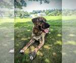 Small #2 Mastiff Mix
