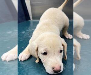 Dachshund-Unknown Mix Dogs for adoption in Mobile, AL, USA
