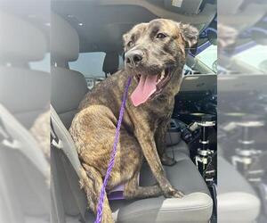 Plott Hound-Unknown Mix Dogs for adoption in Houston, TX, USA