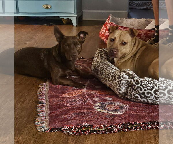 Medium Photo #5 Mutt Puppy For Sale in Rockville, MD, USA