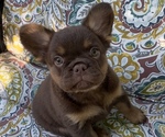 Puppy Chunky French Bulldog