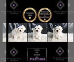 Small Photo #81 Maltese Puppy For Sale in WARSAW, IN, USA
