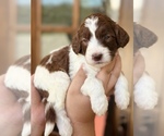 Puppy Maple Aussiedoodle