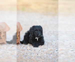 Goldendoodle Puppy for sale in HEREFORD, AZ, USA