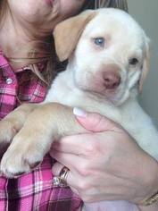 Labrador Retriever Puppy for sale in MONROE, GA, USA