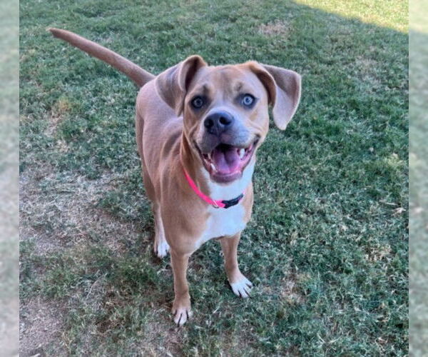 Medium Photo #2 Bogle Puppy For Sale in Plano, TX, USA