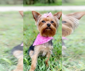 Yorkshire Terrier Puppy for sale in TRINITY, NC, USA