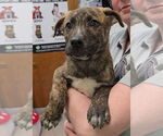 Small #10 Labrador Retriever-Plott Hound Mix