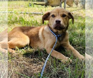 Shepradors Dogs for adoption in Bristol, CT, USA