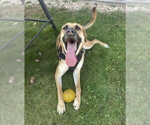 German Shepherd Dog-Unknown Mix Dogs for adoption in Glen Haven, WI, USA