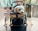 Small #5 Maltipoo (Miniature)