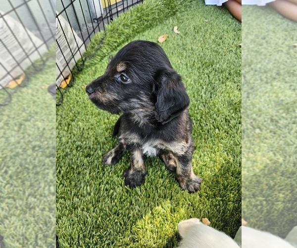 Medium Photo #1 Labradoodle Puppy For Sale in BOERNE, TX, USA