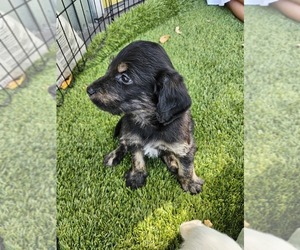 Labradoodle Puppy for sale in BOERNE, TX, USA