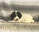 Small Photo #7 English Setterdoodle Puppy For Sale in CHETEK, WI, USA