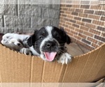 Puppy Panda Australian Shepherd