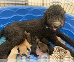 Small Photo #11 Goldendoodle Puppy For Sale in SURPRISE, AZ, USA
