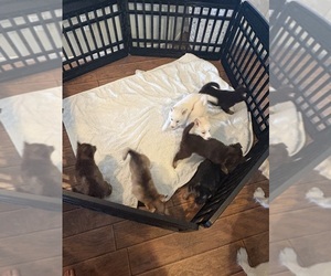 Gerberian Shepsky Puppy for sale in MORENO VALLEY, CA, USA