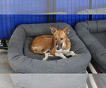 Small #22 Saluki-Whippet Mix