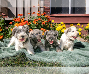 Schnauzer (Miniature) Puppy for sale in TOPEKA, IN, USA