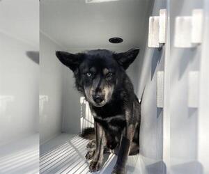 Medium Huskies -Norwegian Elkhound Mix